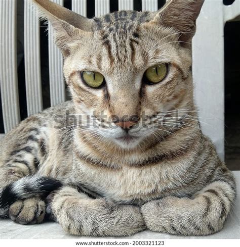 Portrait Cat Sitting On Chair Stock Photo 2003321123 | Shutterstock