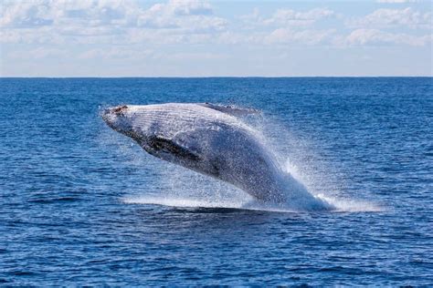 17 Wild Animals in Tonga [Wildlife in Tonga] - Kevmrc