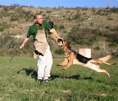 Training of police dog — Stock Photo © cynoclub #2151885