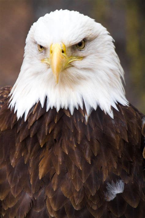 Angry Eagle by Simone Amaduzzi Photographer
