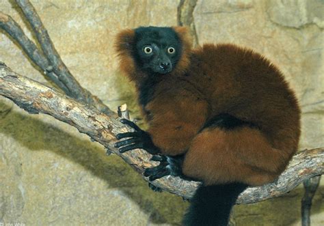 Varecia variegata rubra (Red ruffed lemur) (Varecia rubra)