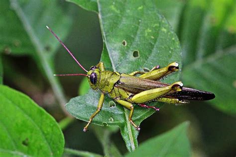 Grasshopper | Life Cycle + Facts + Habitat | - Science4Fun