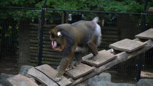 Mandrill vs Baboon and Drill, Facts and All Information A-Z