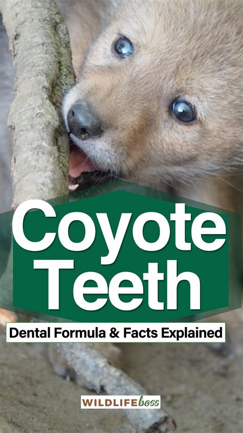 Coyote Teeth: Dental Formula & Facts [Explained]