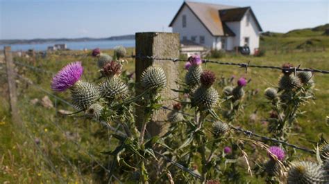 Flower of Scotland - Bagpipe Master