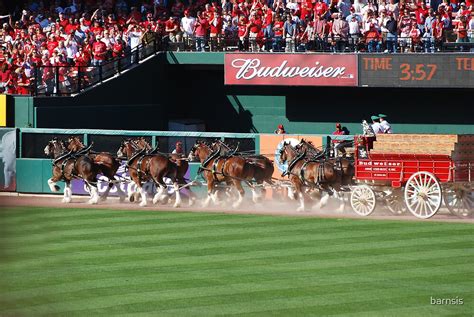 "Budweiser Clydesdale 8 Horse Hitch" by barnsis | Redbubble