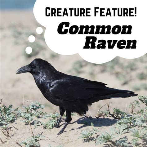 Creature Feature: Common Raven | NEC