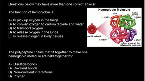 Molecule Makeup Of Hemoglobin | Makeupview.co