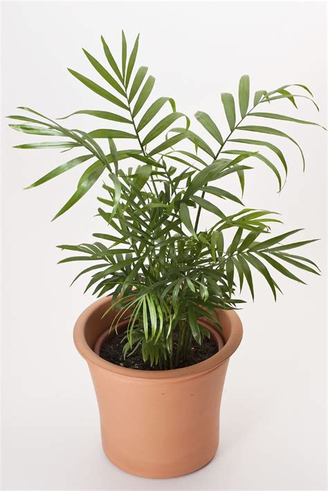 Parlor Palm Houseplant Care - Caring For Indoor Parlor Palm Plants | House tree plants, House ...