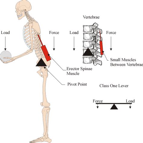 ️ Levers in our body. What Are the Different Types of Levers in the ...