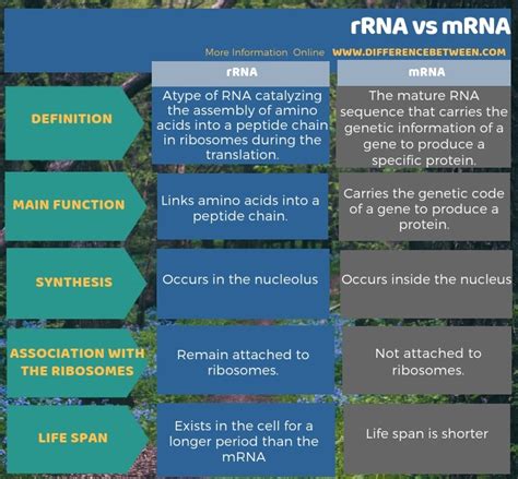 Difference Between rRNA and mRNA | Compare the Difference Between Similar Terms