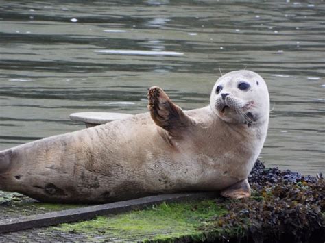 Common seal – A guide to Irelands protected habitats & species