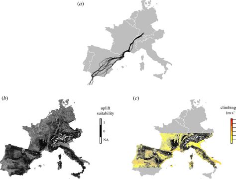 Spatial coverage of the white storks' migration routes, relative to the... | Download Scientific ...