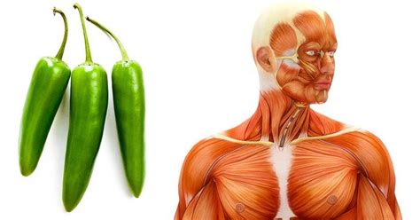 6 Surprising Health Benefits Of Jalapenos That Makes It A Good Addition To Your Diet | SLECK