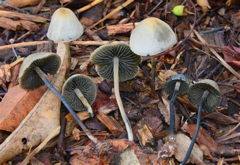 Copelandia cyanescens (Panaeolus cyanescens) - Picture Mushroom