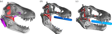 New Research into Tyrannosaurus rex Bite Force