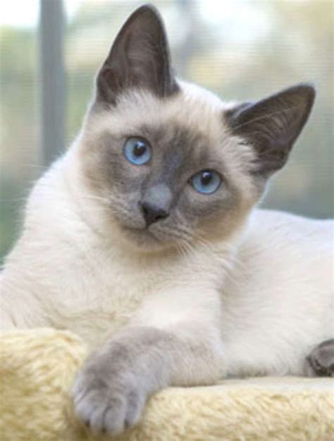 blue seal point siamese | Siamese Kittens In Maryland- Chocolate, Lilac ...