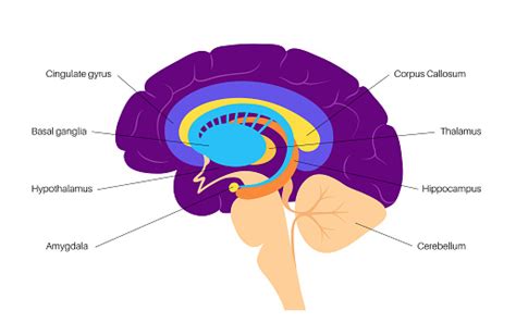 Sistem Limbik Otak Ilustrasi Stok - Unduh Gambar Sekarang - Tubuh ...