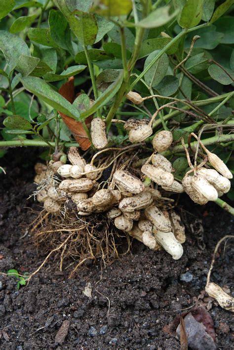 Original Southern Peanut Grown on Smith Farm | Atlanta History Center