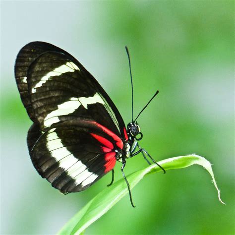 Heliconius sp. Flying Flowers, Life Cycles, Moth, Tropical, Butterfly, Nature, Animals ...