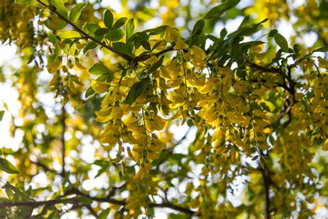 Laburnum | Susanne Nilsson | Flickr