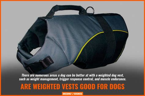 7 Best Weighted Vests for Dogs [2024 – Review]