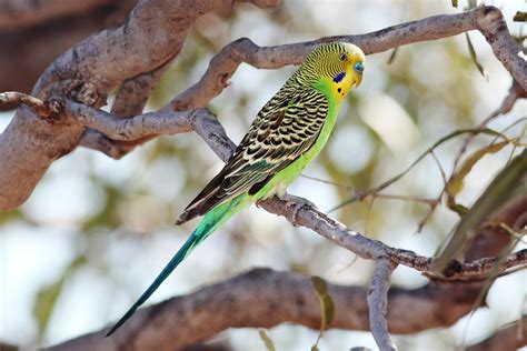 Budgerigar - Wikipedia