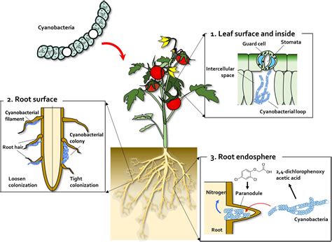 Tomato Plant Diagram For Kids