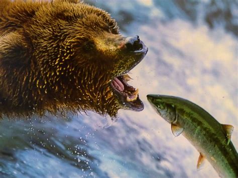 Grizzly Bears Exploit 'Easy' Salmon Sources | Plants And Animals