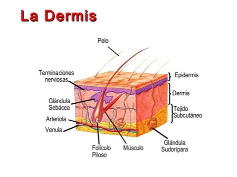 Histología - Piel y Anexos