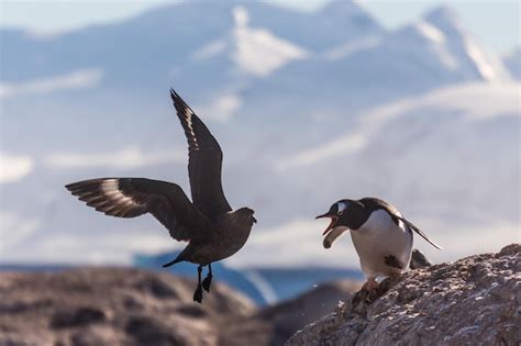 Premium Photo | Penguin vs skua