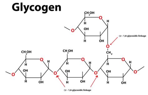 Which one of the following is a polysaccharide?(a)Glycogen(b)Sucrose(c ...