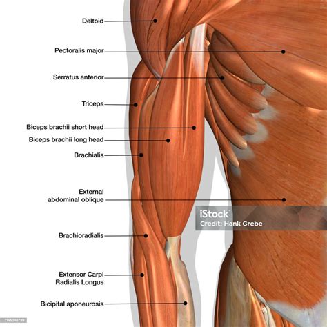 Human Arm Muscles Labeled