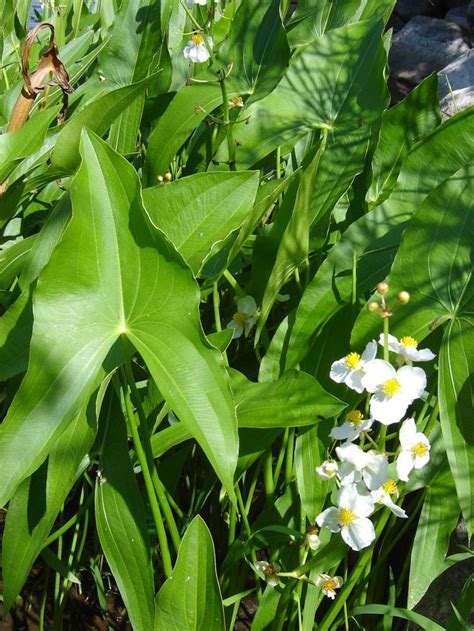 Sagittaria latifolia - Common Arrowhead | Live aquarium plants, Perennial plants, Pond plants