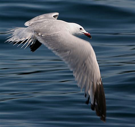 Larus audouinii - Goélands et Mouettes d'Europe