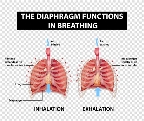 Diagram showing diaphragm functions in breathing 2747522 Vector Art at Vecteezy