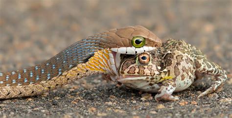 QUÉ ES UNA SERPIENTE? 【Anfibios y Reptiles para niños】