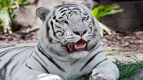 Masaje Independiente girasol informacion sobre el tigre blanco Simpático cámara ola