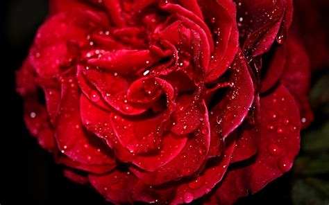 Fresh Red Rose Wallpapers | HD Wallpapers | ID #5673