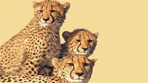 Reintroduction of Cheetah in India to Strengthen the Biodiversity – AG Group