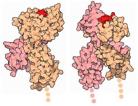 Major histocompatibility complex (MHC) | Britannica