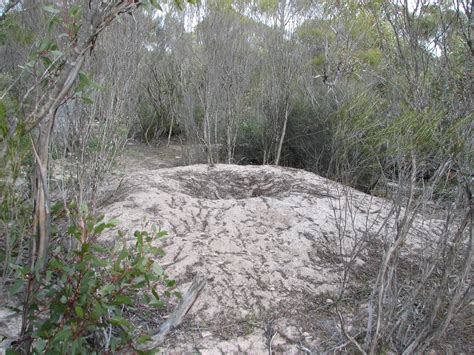 Malleefowl nest, Ferries McDonald Conservation Park, South Australia - Trevor's Birding