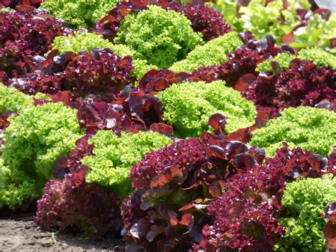 SEEDS = = = Salad Bowl Heirloom Lettuce Seed Red & Green mix- 250 Seeds ...