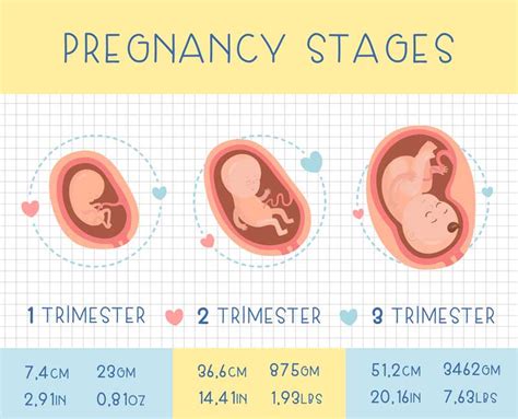 Stages of Pregnancy: Pregnancy Trimesters - Urban Mamaz