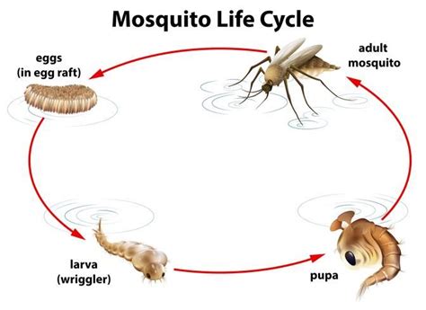 mosquito life cycle drawing - Velia Goebel