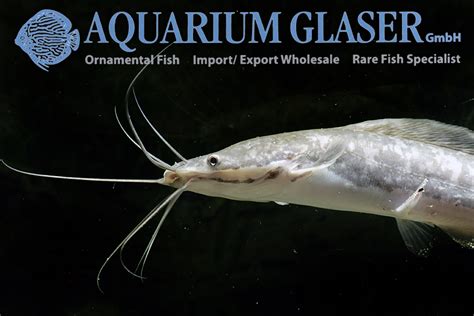 Clarias gariepinus - Aquarium Glaser GmbH