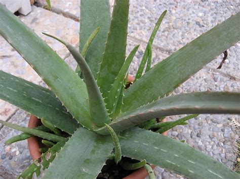 My moms huge aloe plant : r/mildlyinteresting