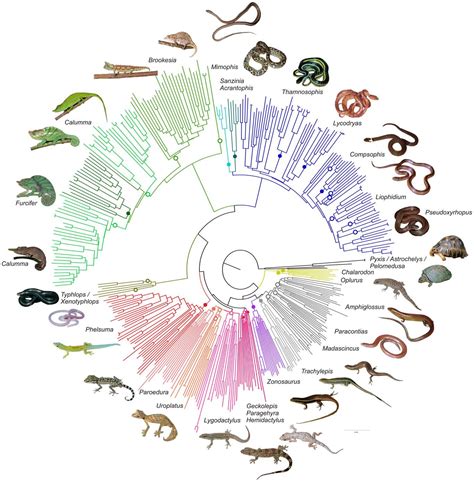 Species New to Science: [Herpetology • 2012] First Large-Scale DNA Barcoding Assessment of ...