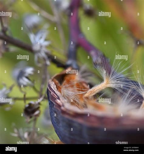 Oleander seeds coming out of their pod prepared to fly Stock Photo - Alamy