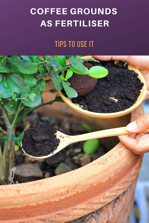 Coffee Grounds as Fertiliser: Tips to Use It | Coffee grounds as fertilizer, Coffee grounds ...